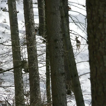 Near Forest In Fischbach Emsetal